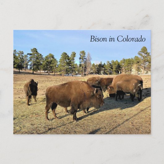 Bison in Colorado Postkarte (Vorderseite)
