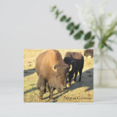 Bison in Colorado Postkarte (Stehend Vorderseite)