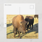 Bison in Colorado Postkarte (Vorne/Hinten)