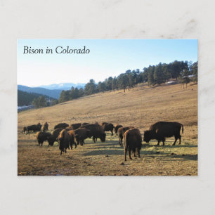 Bison in Colorado Postkarte
