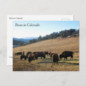 Bison in Colorado Postkarte (Vorne/Hinten)