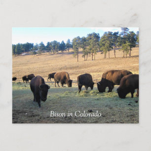 Bison in Colorado Postkarte