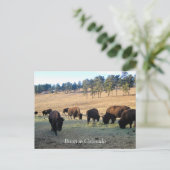 Bison in Colorado Postkarte (Stehend Vorderseite)