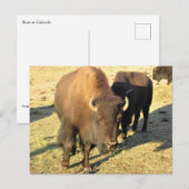 Bison in Colorado Postkarte (Vorne/Hinten)