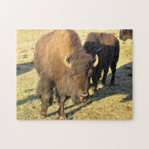 Bison in Colorado Puzzle