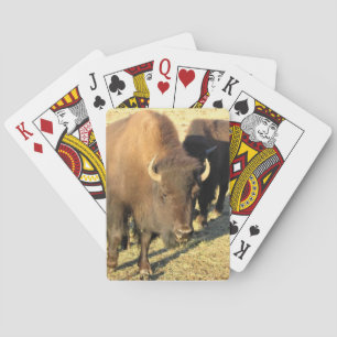 Bison in Colorado Spielkarten