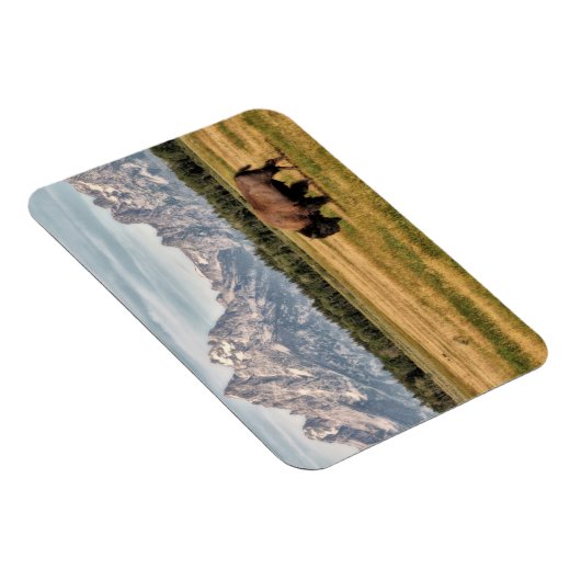 Bison in den Tetons Magnet (Rechte Seite)