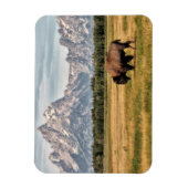 Bison in den Tetons Magnet (Vertikal)