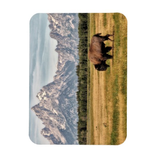 Bison in den Tetons Magnet (Vertikal)