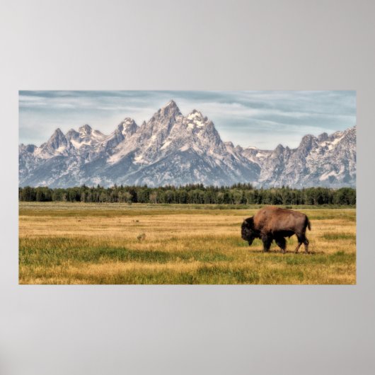 Bison in den Tetons Poster (Vorne)