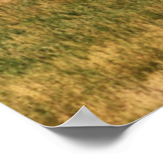 Bison in den Tetons Poster (Ecke)