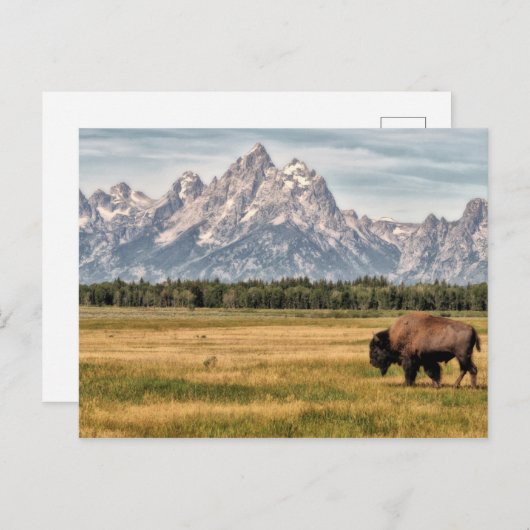 Bison in den Tetons Postkarte (Vorne/Hinten)
