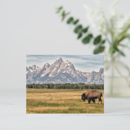 Bison in den Tetons Postkarte (Stehend Vorderseite)