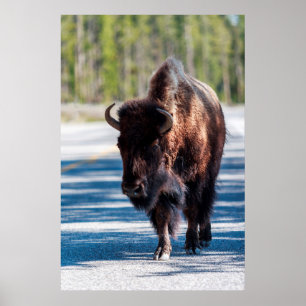 Bison in der Fahrbahn in Yellowstone Nationalpark Poster