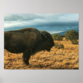 Bison in Foreground Mountains New Mexico Poster (Vorne)