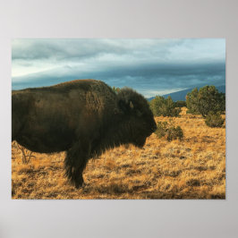 Bison in Foreground Mountains New Mexico Poster