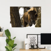 Bison in Lamar Valley Yellowstone Nationalpark Poster (Heimbüro)