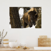 Bison in Lamar Valley Yellowstone Nationalpark Poster (Küche)