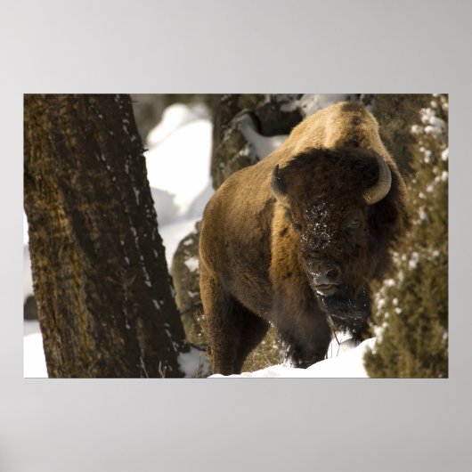 Bison in Lamar Valley Yellowstone Nationalpark Poster (Vorne)