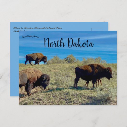 Bison in North Dakota Postkarte (Vorne/Hinten)