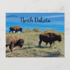 Bison in North Dakota Postkarte