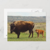Bison in North Dakota Postkarte (Vorne/Hinten)