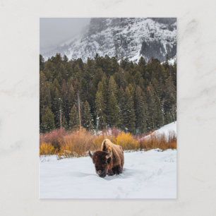 Bison in Snowy Yellowstone Nationalpark Foto Postkarte