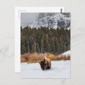 Bison in Snowy Yellowstone Nationalpark Foto Postkarte (Vorne/Hinten)