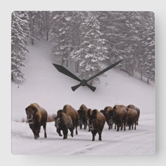 Bison in Winter Quadratische Wanduhr (Vorderseite)