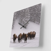 Bison in Winter Quadratische Wanduhr (Winkel)