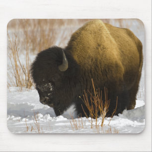 Bison in Winter-Yellowstone Nationalpark Mousepad
