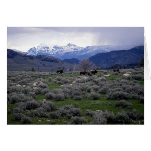 Bison in Yellowstone
