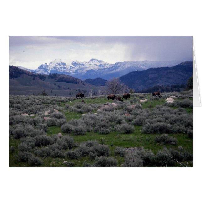 Bison in Yellowstone (Vorderseite (Horizontal))