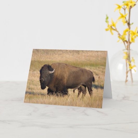 Bison in Yellowstone Karte (Gelbe Blume)