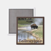 Bison in Yellowstone Nationalpark Magnet (Vorderseite/Rückseite)