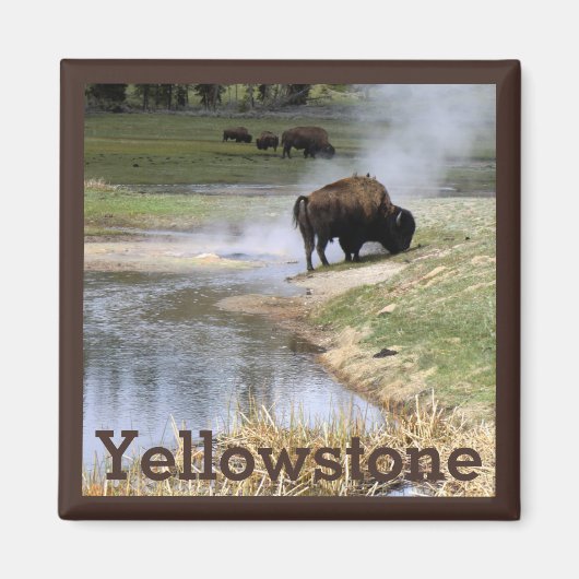 Bison in Yellowstone Nationalpark Magnet (Vorne)