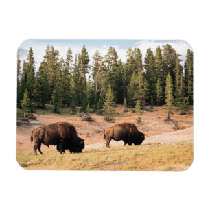 Bison in Yellowstone Nationalpark, Wyoming Magnet