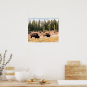 Bison in Yellowstone Nationalpark , Wyoming Poster (Küche)