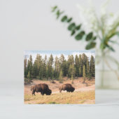Bison in Yellowstone Nationalpark , Wyoming Postkarte (Stehend Vorderseite)