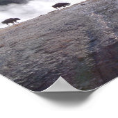 Bison in Yellowstone Poster (Ecke)