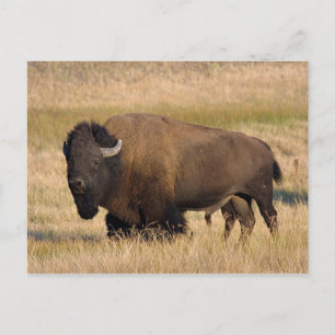 Bison in Yellowstone Postkarte
