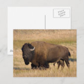 Bison in Yellowstone Postkarte (Vorne/Hinten)