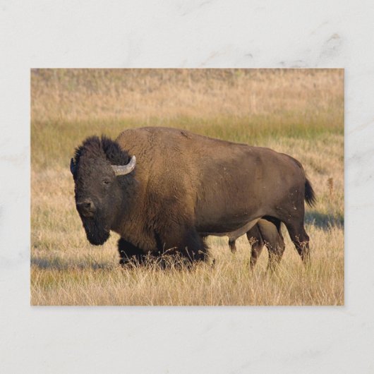 Bison in Yellowstone Postkarte (Vorderseite)