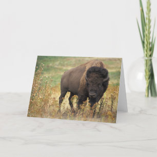 Bison Karte