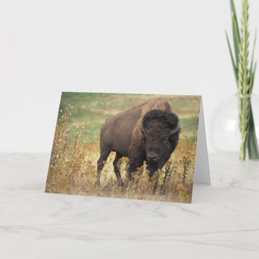 Bison Karte (Vorderseite)