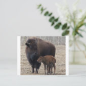 Bison Kuh und Kalb 1 Postkarte (Stehend Vorderseite)