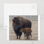 Bison Kuh und Kalb 1 Postkarte (Vorne/Hinten)