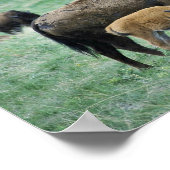 Bison Kuh und Kalb Poster (Ecke)