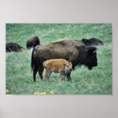 Bison Kuh und Kalb Poster (Vorne)