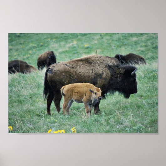 Bison Kuh und Kalb Poster (Vorne)